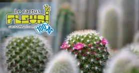 Le Cactus Fleuri - Le Cactus Fleuri -